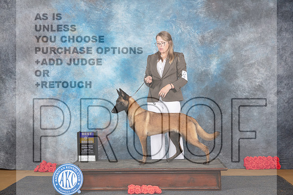 Belgion Malinois #8 Sat BOB Judge Pat Trotter__JP_0149_Sulphur Springs_2024_HR3
