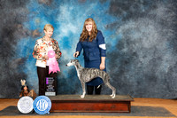 Whippet #14 Sun OHG1 Judge Karen Hynek