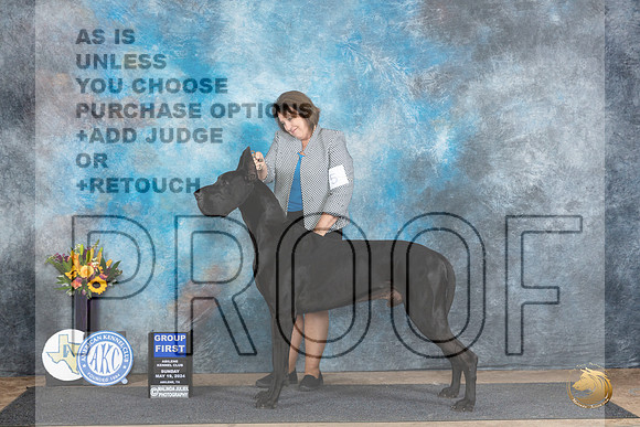 Great Dane #5 Sat G1 Judge Rick Gschwender r__JP_0004_Abilene_2024_HR3