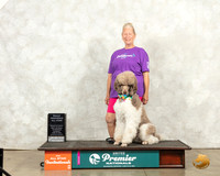 Poodle Std MC #1027