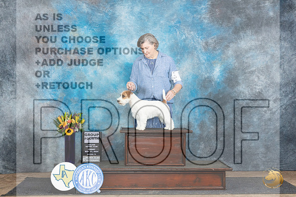 Russell Terrier #5 Fri G4 Judge Janet Parcel__JP_9525_Abilene_2024_HR3