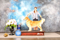 Golden Retriever #61 Sun WD Judge Joe Walton