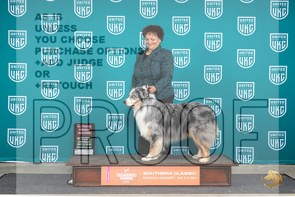 Australian Shepherd #199 Sat AG2 Judge Pamela Perdue__JP_6486_BatesvilleMS_2024_HR3
