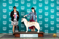 Siberian Husky #842 Fri BFCH Judge Stephanie Mueller