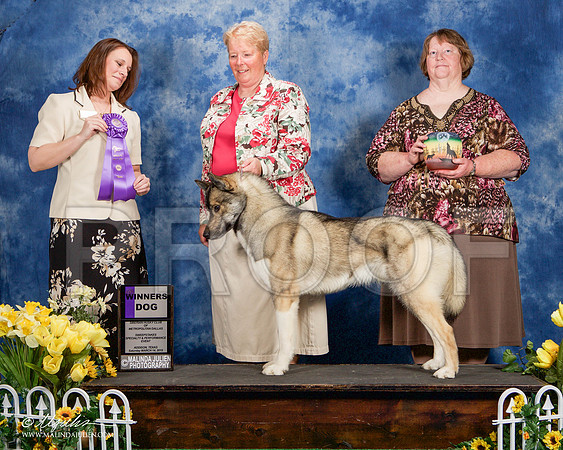 _ST_4125-AddisonHuskyMar2015-HR3