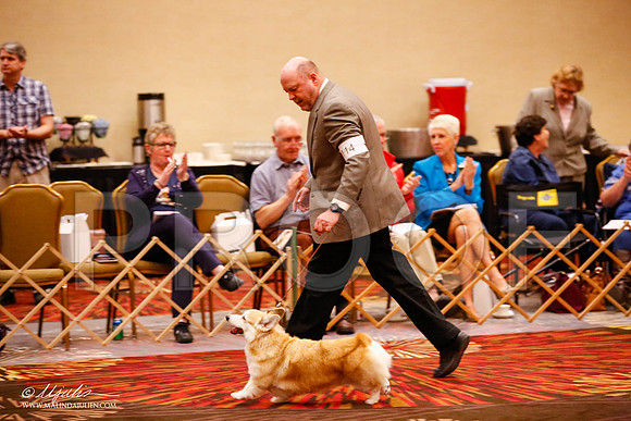 _JJ_0829-HstnCorgiFeb2015-HR3