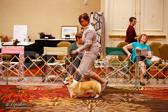_JJ_9278-HstnCorgiFeb2015-HR3