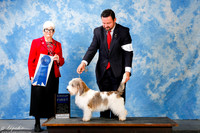 PBGV #17 Sun G1