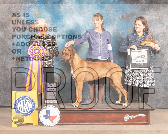 Rhodesian Ridgeback #6 Fri BOB Judge Pluis Davern-MMJ_7189-FW2022-HR3