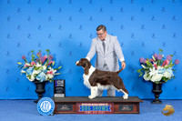 Springer Spaniel #5 SAT WD M Judge Ronald Freeman
