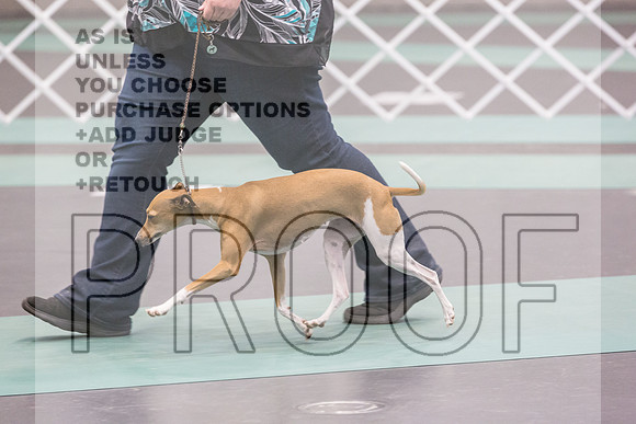 Italian Greyhound Sat Ring_JJL_0801_UKCLNGVIEWOCT2024_2024_HR3