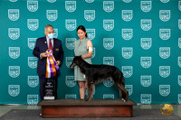 Silken Windhound  #39 Wed BISS Judge Stanley Matsumoto