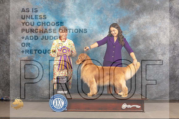 Golden Retriever #? Wed BISS Judge Jill Warren_MJ_3019_Houston_2022_HR3
