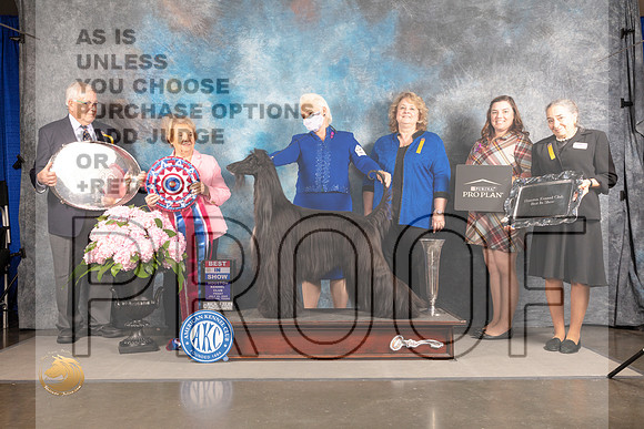Afghan Hound #15 FRI BIS Judge Polly Smith_MJ_6083_Houston_2022_HR3