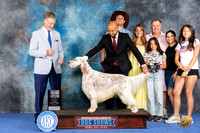English Setter #5 WED BOB Judge Wood Wornall