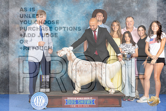 English Setter #5 WED BOB Judge Wood Wornall__JP_7263_Houston_2024_HR3