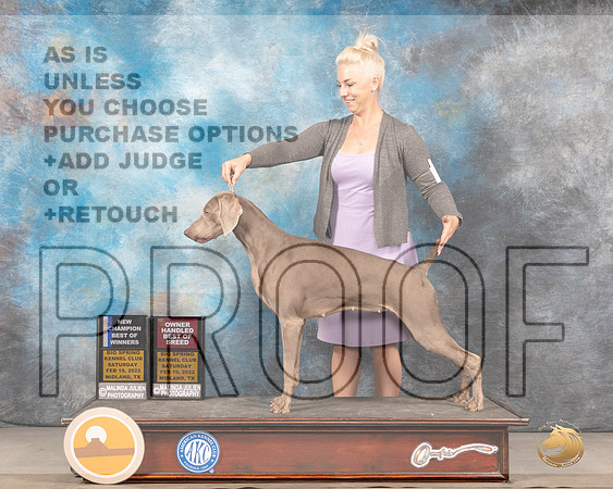 Weimaraner #8 Sat BOWOHBOB Judge Jim FehringMMJ_4188_Mdlnd2022_HR3