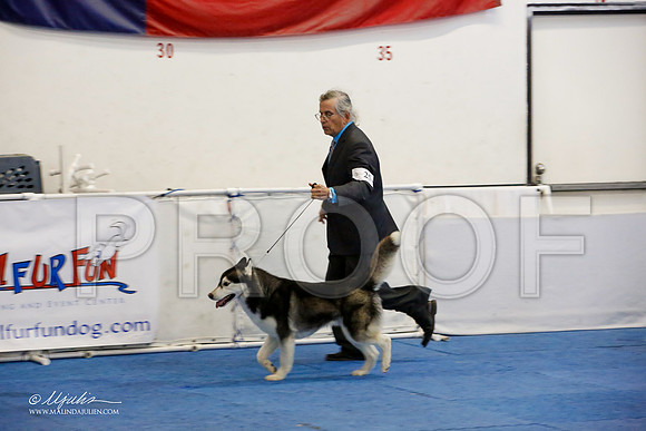 _M3_1282-AddisonHuskyMar2015-HR3