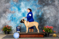 Bullmastiff #12 Fri BOWM Judge Wendy G Willhauck