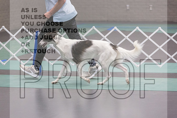 Silken Windhound Ring Sat_JJL_8360_UKCLNGVIEWOCT2024_2024_HR3