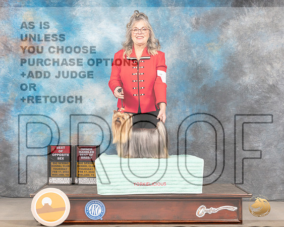 Yorkshire Terrier #9 Thurs BOS OHBOB Judge AldermanMMJ_4435_Mdlnd2022_HR3