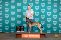 Belgian Shepherd #429 Sun BOV NCH Judge Matt Proctor