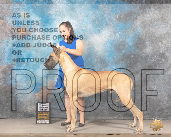 Great Dane #11 Sat SD Judge Gena YoungMMJ_4000_Mdlnd2022_HR3