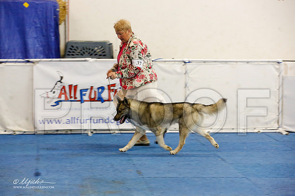 _M3_1623-AddisonHuskyMar2015-HR3