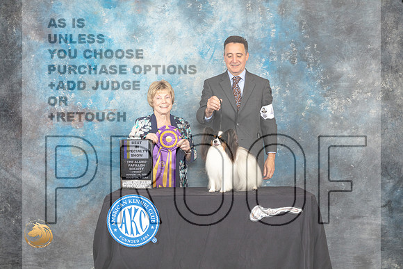 Papillon #40 Fri BISS Judge Sharon Masnick_MJ_9613_HstnTOY_2022_HR3