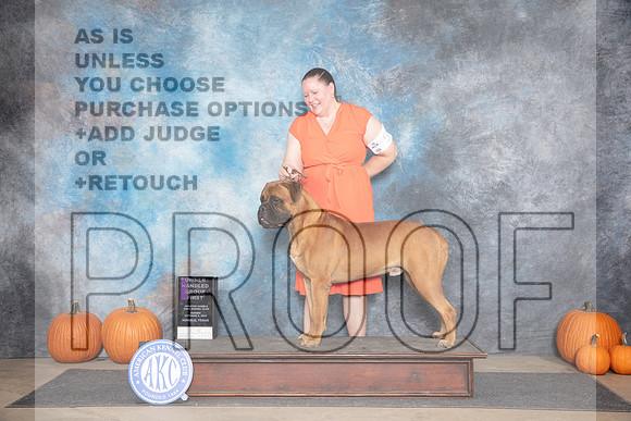 Bullmastiff #5 Sun OHG1 Judge Tim Catterson__JP_9674_Humble_2024_HR3