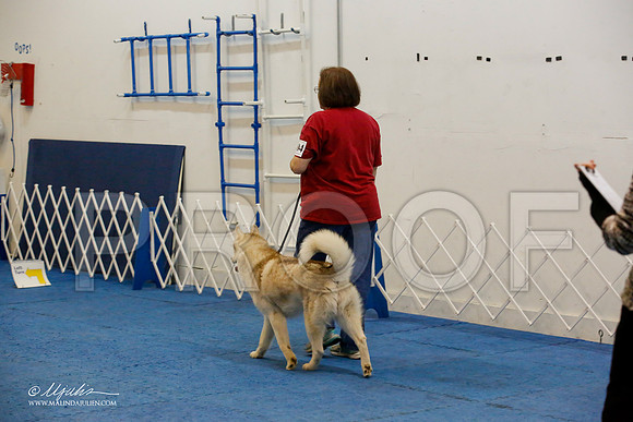 _M3_8073-AddisonHuskyMar2015-HR3
