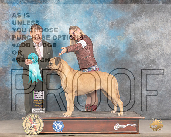Bullmastiff #16 OHBIS Judge Del RichardsMMJ_3736_Mdlnd2022_HR3