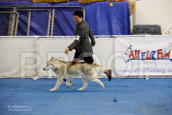 _M3_9096-AddisonHuskyMar2015-HR3