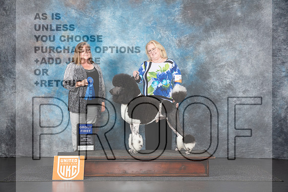 Poodle Std MC #208 Fri G1 Judge Lila Fast Judge Tracey Kallas__JP_1113_UKCLNGVIEWOCT2024_2024_HR3