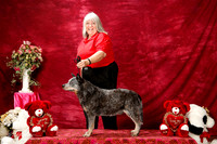 Australian Cattle Dog Mari Bailey Portrait