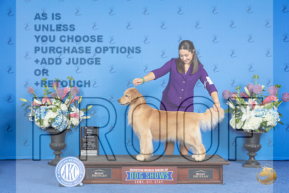 Golden Retriever #40 WED WB BOW M Judge r__JP_0292_Houston_2024_HR3