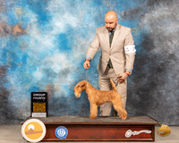 Lakeland Terrier #5 Sat G4 Judge Denny Mounce