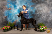 Great Dane #9 Sun BOW Judge David Bolus