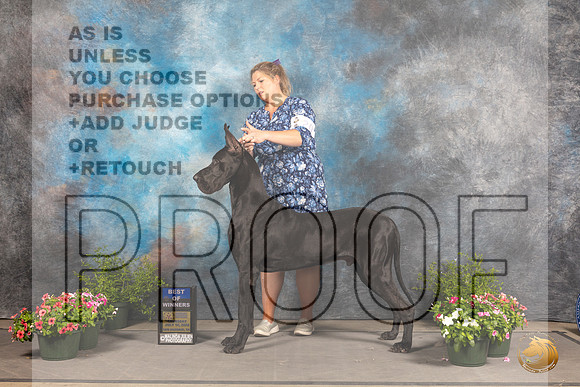 Great Dane #9 Sun BOW Judge David Bolus_MJ_1191_SA_2022_HR3