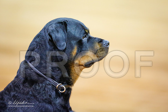 Rott-5089-MrshllDec13-HR