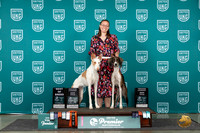 Ibizan Hound #491 Saluki T10BOB