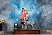 Australian Stumpy Tail #6 Sat BOPS Judge Judy Wade