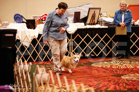 _JJ_7469-HstnCorgiFeb2015-HR3