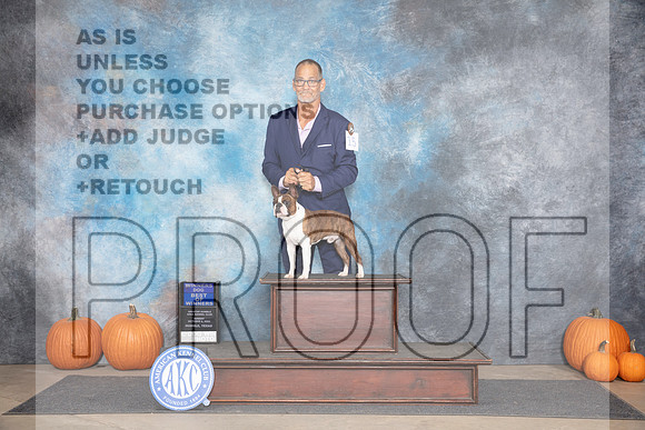 Boston Terrier #15 Sun WDBOW Judge Ray Filburn__JP_9207_Humble_2024_HR3