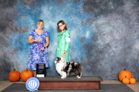 Shetland Shepdog #10 Sat WB Judge D. Brown