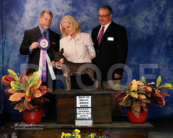 AmHrlss-8904-NormNov2013-HR