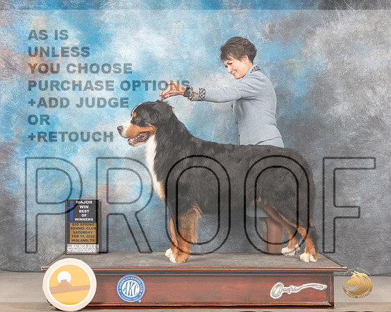 Bernese Mountain Dog #10 BOWWD Judge Gary AndersenMMJ_4427_Mdlnd2022_HR3