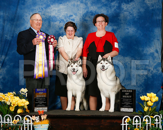 _ST_4206-2-AddisonHuskyMar2015-HR3