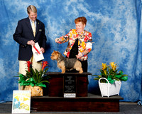 Norwich Terrier #26 Fri BOS Conroy Nichola & Lori Pelletier Judge Randy Garren