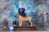 Boerboel #5 Sat OHG1 Judge Jon Cole